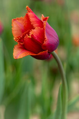 Large field of red tulips in New Jersey USA. High quality photo