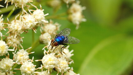 Blowfly on a cluster of white wildflowers in Cotacachi, Ecuador
