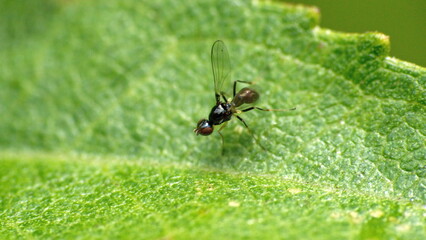 Flying ant on a leaf in Cotacachi, Ecuador