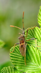 Leaf-footed bug on a leaf in Cotacachi, Ecuador