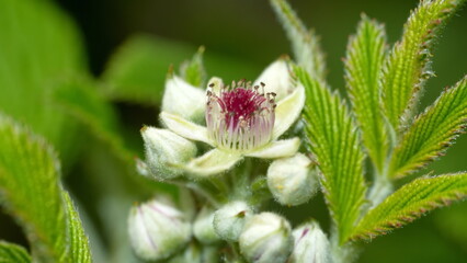 Flower on a wild blackberry plant in Cotacachi, Ecuador