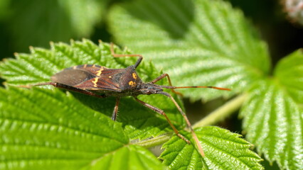 Leaf-footed bug on a leaf in Cotacachi, Ecuador