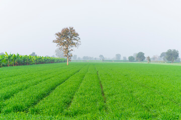 Green Wheat field