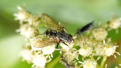 Fly on a cluster of white wildflowers in Cotacachi, Ecuador