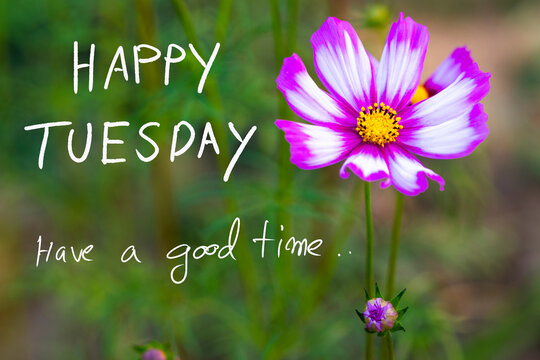 Happy Tuesday Images – Browse 14,555 Stock Photos, Vectors, and Video