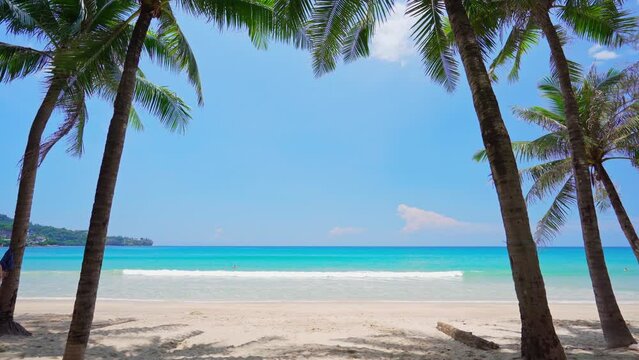 Coconut tree with beautiful tropical beach on sunny day