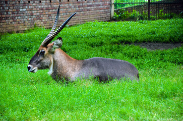 Closeup of waterbuck resting on the green grasses. Waterbuck animal, Kobus ellipsiprymnus from the...
