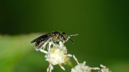 Gold sweat bee on a cluster of white wildflowers in Cotacachi, Ecuador