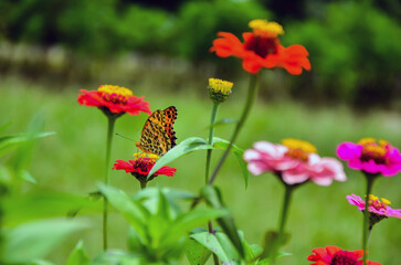 Colorful flower garden of common zinnia flowers and Indian fritillary butterfly collecting honey from the flowers. Butterfly sitting on the flowers in a garden.