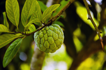 Closeup of a sugar apple fruit hanging on the tree with green leaves. Selective focus on the tasty sweetsop fruit growing in the garden