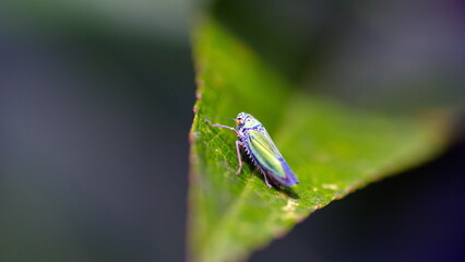Green leafhopper on a leaf in Cotacachi, Ecuador