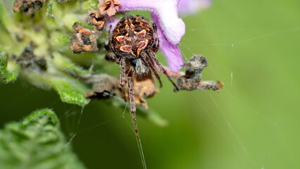 Spider in a web on a lantana flower in Cotacachi, Ecuador