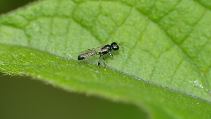 Flying ant on a leaf in Cotacachi, Ecuador