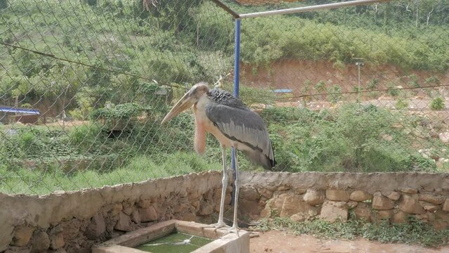Poor condition in which the bird  ( marabout argala ) lives in zoo 
