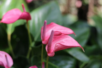 Beautiful pink anthurium flowers with tails and blurred dark green foliage