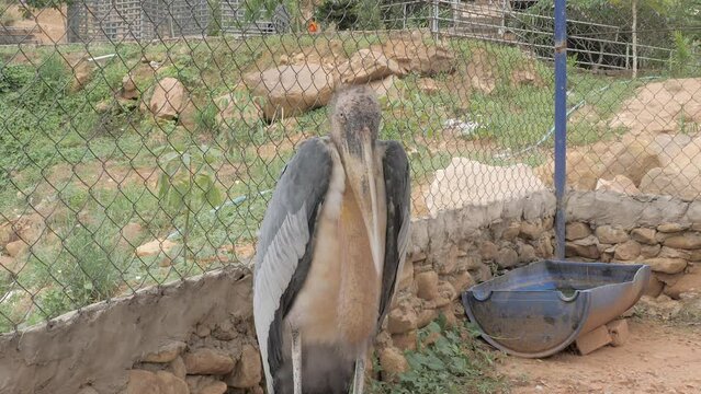 Poor condition in which the bird  ( marabout argala ) lives in zoo 