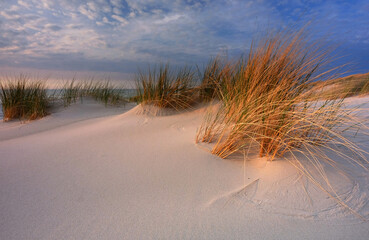 Plaża nad  Bałtykiem,wydma,  biały piasek ,trawa  - obrazy, fototapety, plakaty