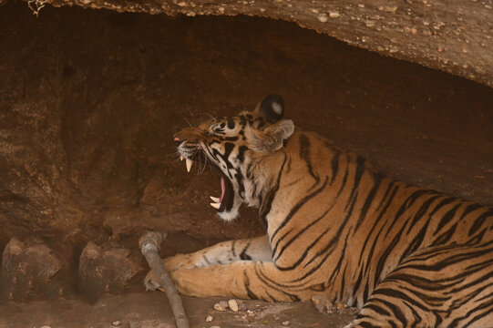 A sub adult male tiger resting on cave and showing its sharp claw and canine tooth at Bandhavgarh National Park