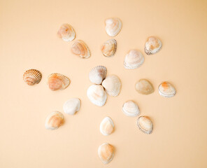 beach summer sea background with seashells closeup