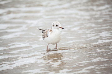 Seagull in the natural environment on the Baltic Sea.