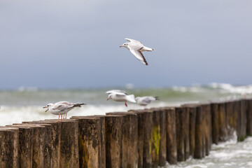 Seagull in the natural environment on the Baltic Sea.