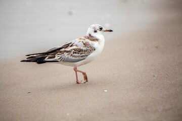 Seagull in the natural environment on the Baltic Sea.