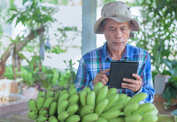 Asian senior gardener Use a tablet to record the banana data.
