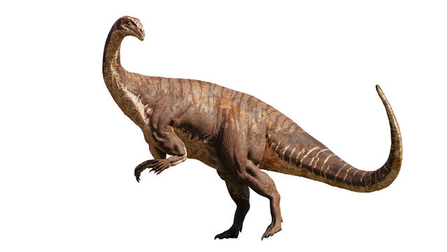 Fototapeta Plateosaurus, dinosaur from 214 to 204 million years ago, isolated on white background