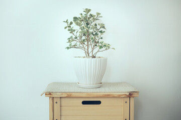Soft focus of small tree grow in white pot put on wooden cabinet in front of  soft color wall, interior, home decoratiion