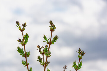 Tree branches and beautiful sky at sunset after rain (copy space).
