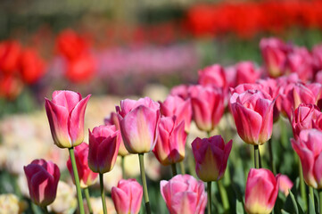 Fototapeta premium Hollands tulip bloom in spring season