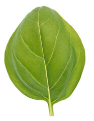 Basil leaf