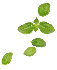 Basil leaves