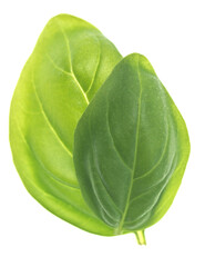 Obraz premium Basil leaves