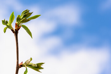 Branch with green spring leaves (copy space).