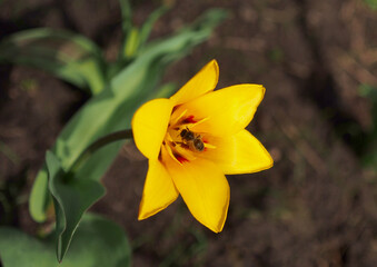 Obraz premium Bee on yellow botanical tulip
