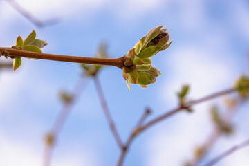 Branch with green spring leaves (copy space).