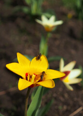 Bees on yellow botanical tulip