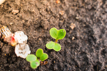 Germinated green radish sprouts in the ground close-up. Growing radishes in spring - obrazy, fototapety, plakaty