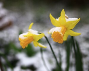 Wild daffodil (Narcissus pseudonarcissus) in fresh snow © jojoo64