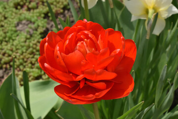 Tulip