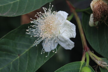 White flowers of guava (Psidium guajava) plant