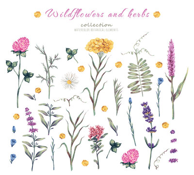 Watercolor hand drawn set with illustration of wild flowers. Floral elements clover, lavender, herbs isolated on white background. Beautiful meadow flowers collection