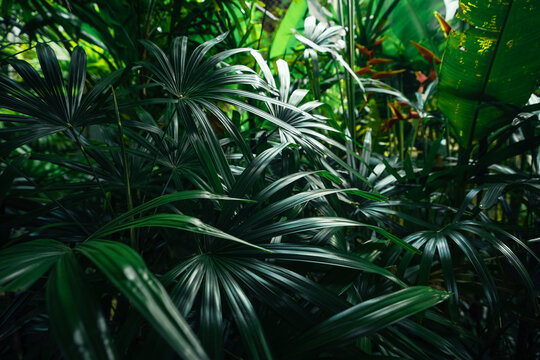 tropical leaves and trees background