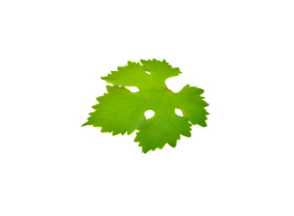 Grape leaf isolated on white background