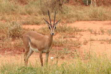 細い角はグラントガゼルのメス