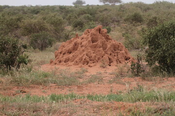 ケニアツァボの大きな蟻塚