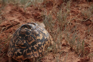 野生のヒョウモンリクガメの背中