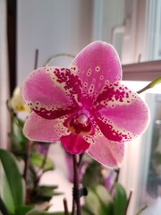 Orchid flower with delicate pink petals