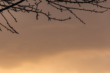 Tree branches in early spring (copy space).
